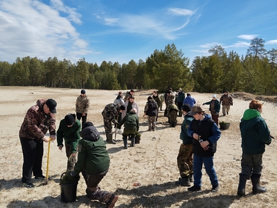 Высадка сеянцев сосны