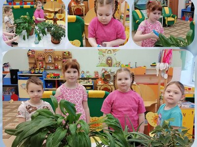 Разновидности растений